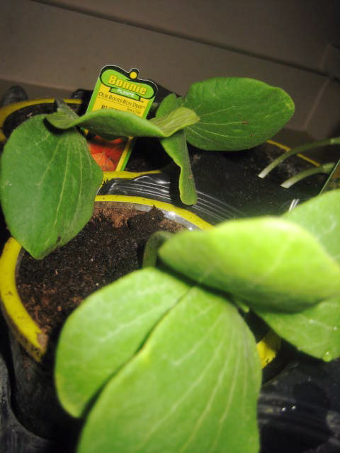 img_4974 img_4974