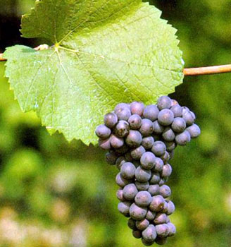 pinot_grigio.jpg