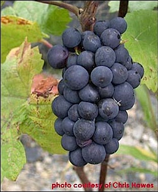 web_photo-PinotNoir.jpg