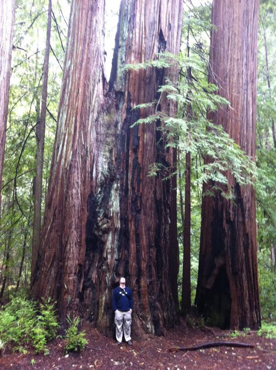 tree